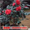 批發(fā)盆栽茶花苗 盆景茶花苗 茶花大苗 當(dāng)年開(kāi)花 成活率高