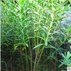 批發夾竹桃小苗園林觀花植物紅花夾竹桃苗規格齊全叢生夾竹桃