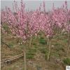 美人梅 園林種植批發(fā)供應(yīng)紅梅庭院種植臘梅規(guī)格全齊 量大優(yōu)惠