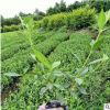 梔子花 濃香型園林綠化工程 基地直銷 量大優(yōu)惠規(guī)格全齊