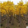 黃花風(fēng)鈴木 生態(tài)園林綠化工程庭園觀賞喬木批發(fā)基地銷售苗木