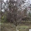 紫葉李苗木 紅葉李 櫻桃李 喬木景觀 基地直銷 綠化工程 園林批發(fā)