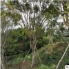 藍(lán)花楹 庭院種植 觀景綠化工程基地直銷規(guī)格齊全供應(yīng)批發(fā)量大優(yōu)惠