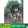 基地供應(yīng) 樸樹苗 優(yōu)質(zhì)苗木 樸樹 易存活 量大優(yōu)惠