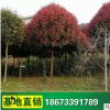 紅葉石楠樹 基地供應(yīng) 園林綠化 苗圃大量批發(fā) 市政園林