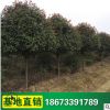 紅葉石楠樹 綠化喬木樹批發(fā) 大小規(guī)格石楠 苗圃大量批發(fā)