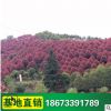 綠化苗木 玉蘭樹 供應(yīng)行道樹廣玉蘭 庭院植物 環(huán)境美化 批發(fā)