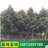 湖南廣玉蘭 常綠喬木 基地供應 行道樹 綠化工程苗木采購