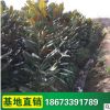 風景樹 廣玉蘭樹苗 園林工程采購 綠化玉蘭苗批發 基地供應