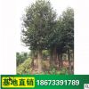 樂昌含笑 市政園林園藝苗木供應 工程綠化苗木采購批發