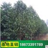 竹柏樹 公路公園觀賞 竹柏綠化苗木 苗農種植批發 基地供應