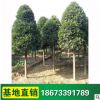 竹柏 珍貴樹種綠化苗木 竹柏樹 綠化苗木基地供應 四季常青