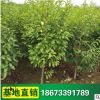 樂昌含笑樹苗批發 大量工程綠化苗木供應 樹形優美 綠化喬木