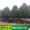 【樂昌含笑】行道風景樹 基地供應 綠化苗木 樂昌含笑樹