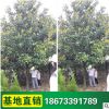 【廣玉蘭】批發玉蘭花苗 庭院種植 工程綠化樹苗批發規格齊全