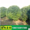 叢生桂花樹苗 綠化苗湖南桂花樹 庭院小區桂花苗 綠化苗木