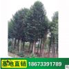 苗圃供應 高品質 常綠性樂昌含笑喬木 各種綠化苗樹木 批發