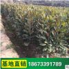廣玉蘭樹苗 湖南苗木基地 批發供應廣玉蘭 綠化工程苗 批發
