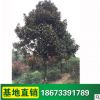 廣玉蘭苗供應 綠化苗木 行道樹 別墅庭院常綠喬木 規格齊全