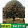 丹桂 四季桂花樹苗盆栽 八月桂 桂花樹盆景 規格齊全綠化苗木
