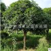 直銷(xiāo)桂花 金桂樹(shù)苗 綠化行道樹(shù)用苗 湖南8公分八月桂花樹(shù)量大優(yōu)惠