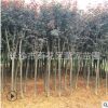 直銷(xiāo)湖南紫葉李 紅葉李 規(guī)格5-6cm紫葉李樹(shù)苗大量批發(fā)