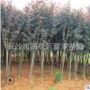 批發(fā)地經(jīng)8公分的紫薇樹(shù)苗 綠化用紅花紫薇苗圃直銷(xiāo) 量大優(yōu)惠