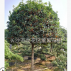 直銷(xiāo)丹桂 朱砂桂 狀元紅桂花樹(shù) 紅花桂花樹(shù) 樹(shù)形優(yōu)質(zhì) 花色艷麗