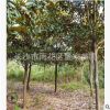 董家苗圃批發(fā)米徑12公分廣玉蘭樹(shù) 園林綠化行道風(fēng)景廣玉蘭批發(fā)
