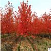 苗圃直銷紅櫸樹苗 叢生櫸樹 大規格行道樹櫸樹 工程苗批發園林綠