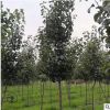 基地批發彩葉豆梨秋火焰樹苗觀花觀果秋后賞紅葉綠化苗木豆梨小苗