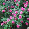 批發藤本月季薔薇歐洲月季大花灌木月季花苗藤本月季四季開花盆栽