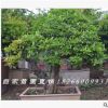 庭院造型樹(shù) 室內(nèi)盆景植物苗圃直銷石榴樹(shù)樁大型室內(nèi)盆栽觀葉植物