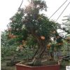 大量出售大型石榴樹(shù) 庭院露地造型樹(shù)批發(fā)樹(shù)樁盆景 大型石榴樹(shù)樁
