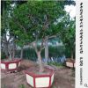 石榴樹(shù)出售10-30公分庭院大樹(shù)果樹(shù)批發(fā)當(dāng)年結(jié)果樹(shù)樁工程園林綠化