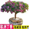 丁香花樹苗庭院綠化植物濃香帶花耐寒盆栽室四季別墅風景樹苗