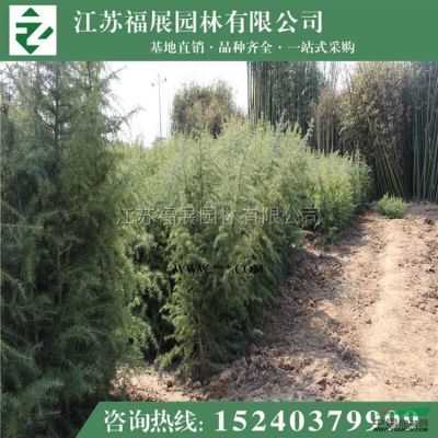 雪松供應/雪松圖片