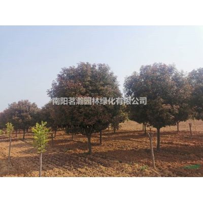 河南供應3米—6米雪松