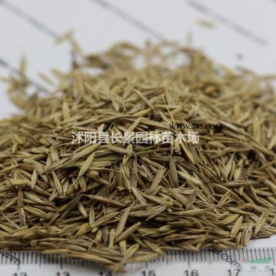 雪松種子價(jià)格,雪松種子哪里有賣(mài)的？