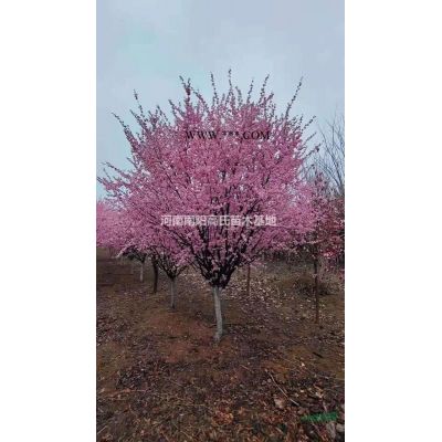 河南雪松低價(jià)直銷 南陽(yáng)雪松基地 雪松供應(yīng)規(guī)格*