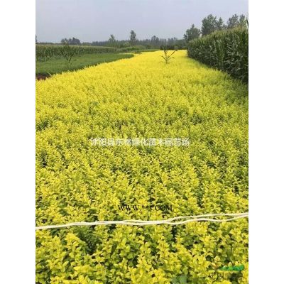 青皮竹價(jià)格、青皮竹圖片、青皮竹基地直銷