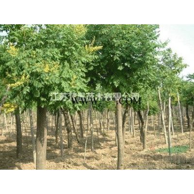 江蘇重陽木 重陽木價格 重陽木基地介紹/特征/用途