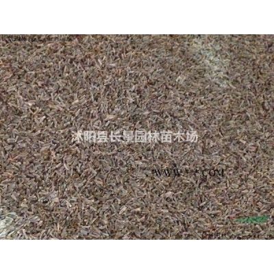 柳葉馬鞭草種子一斤價(jià)格 柳葉馬鞭草種子批發(fā)