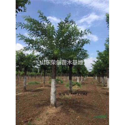 供應(yīng)黃金槐 速生國(guó)槐 原生國(guó)槐 金枝槐 國(guó)槐批發(fā) 大規(guī)格國(guó)槐