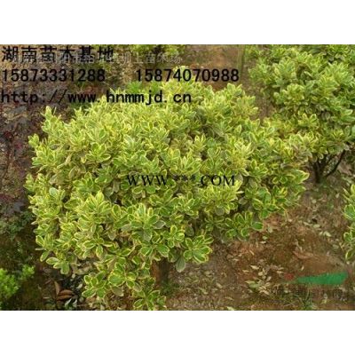 精品桂花球  瀏陽市澤云苗木種植專業合作社桂花球供應