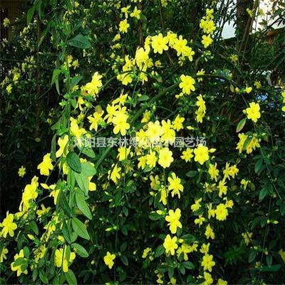 供應(yīng)桂花、櫻花、柳樹、合歡、海棠，木槿、廣玉蘭、高桿女貞