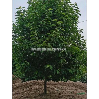 黃連木,黃連木小苗，黃連木15-50公分