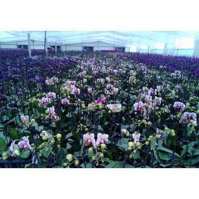 江蘇苗圃供應(yīng)廣玉蘭、紅玉蘭、白玉蘭、黃玉蘭、紫玉蘭價格等