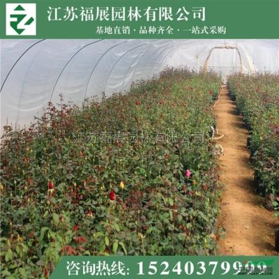 廣玉蘭供應/廣玉蘭圖片