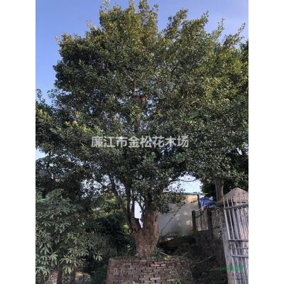 常年中東海棗、銀海棗、中東海棗樹林刺葵大量質優價美